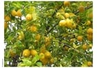 Photos citrons