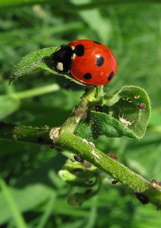 coccinelles et pucerons