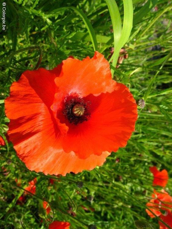 coquelicot