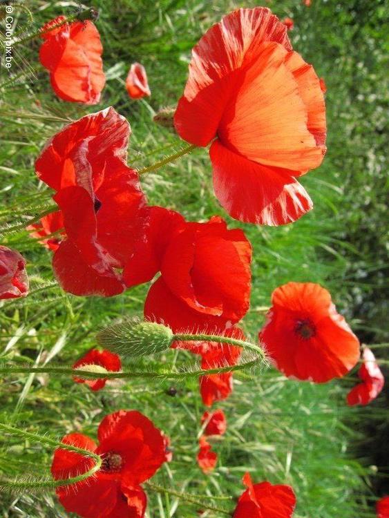 coquelicots