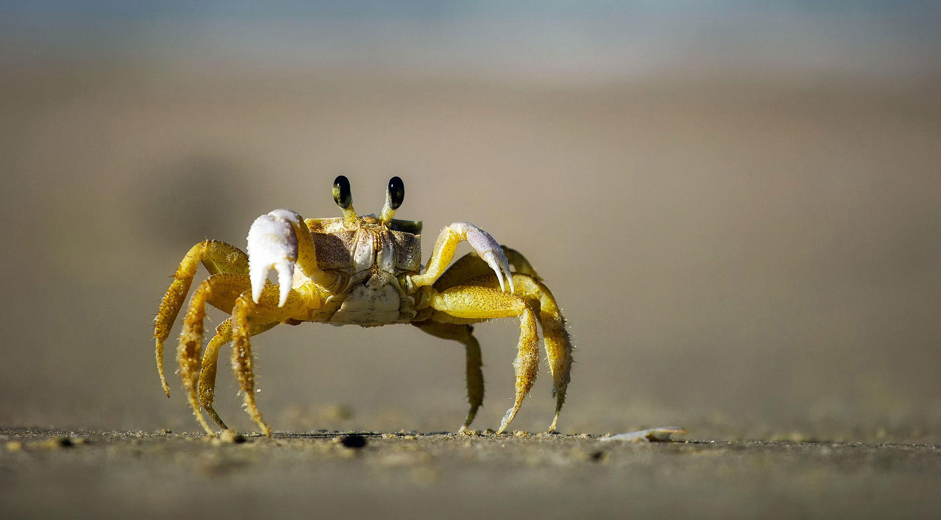 Photo crabe