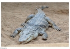 Photos crocodile