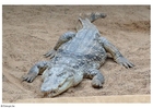 crocodile