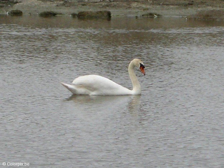 Photo cygne 1