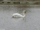 cygne 1