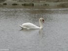 cygne 1