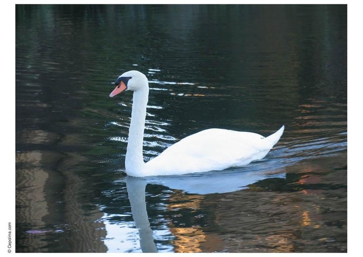 Photo cygne