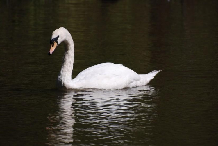 Photo cygne