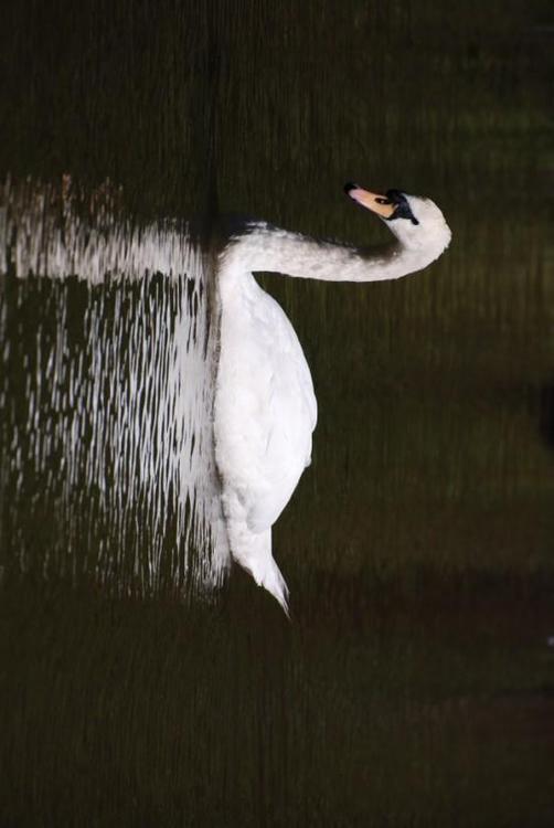 cygne