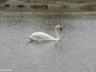 photo cygne 1