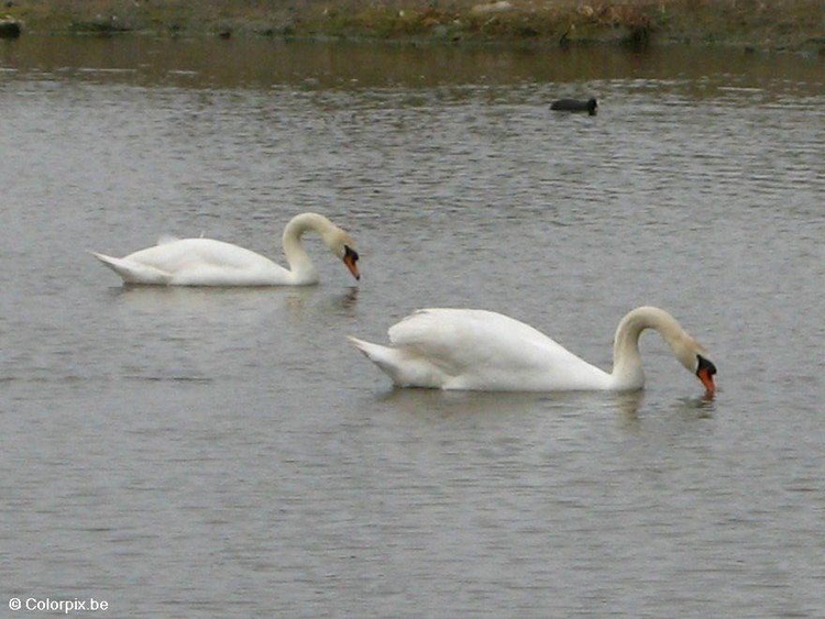 Photo cygnes