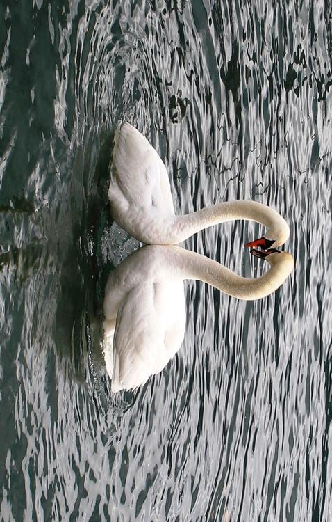 cygnes
