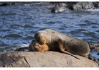 Photos des otaries