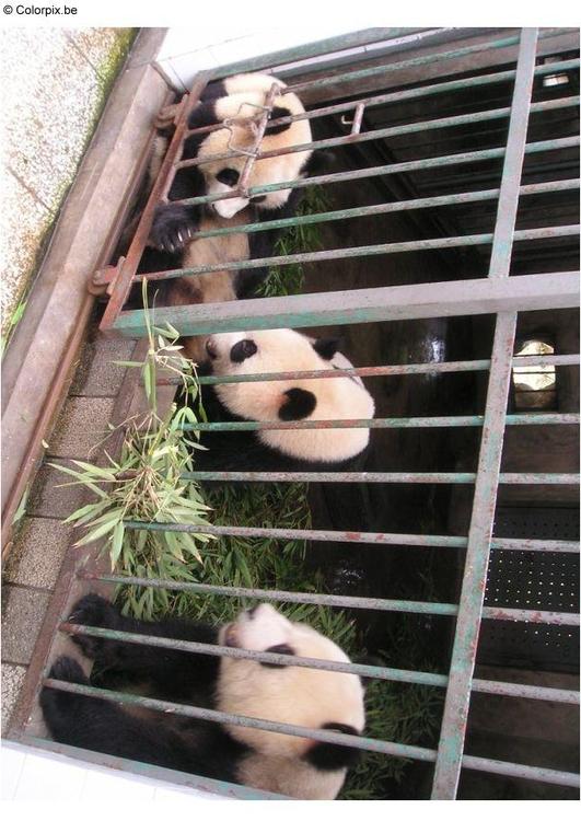 des pandas