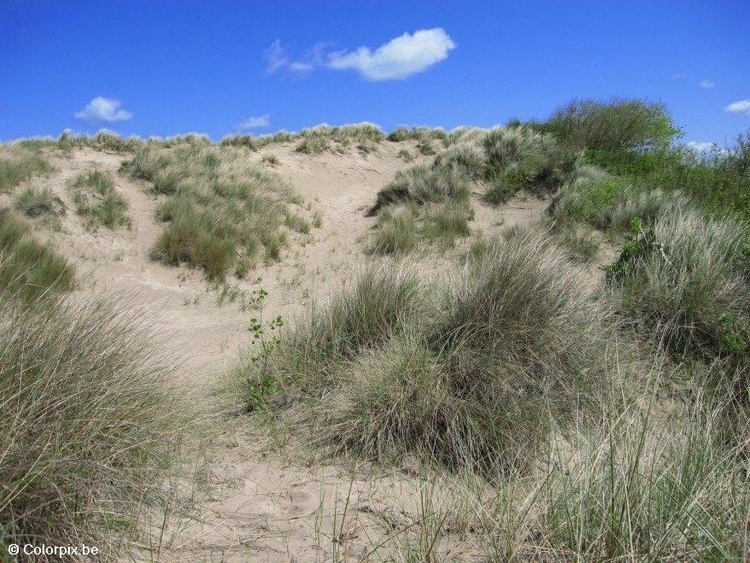 Photo dunes