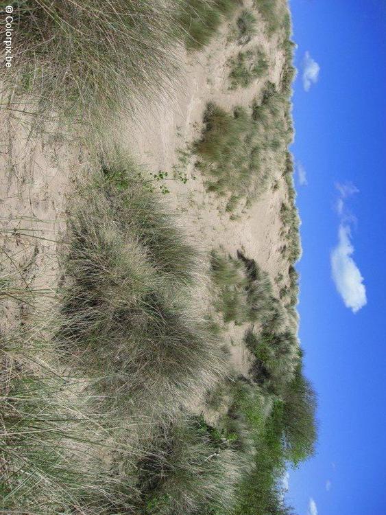 dunes