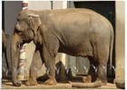 éléphant