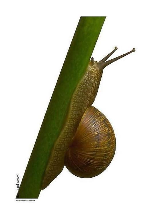 escargot