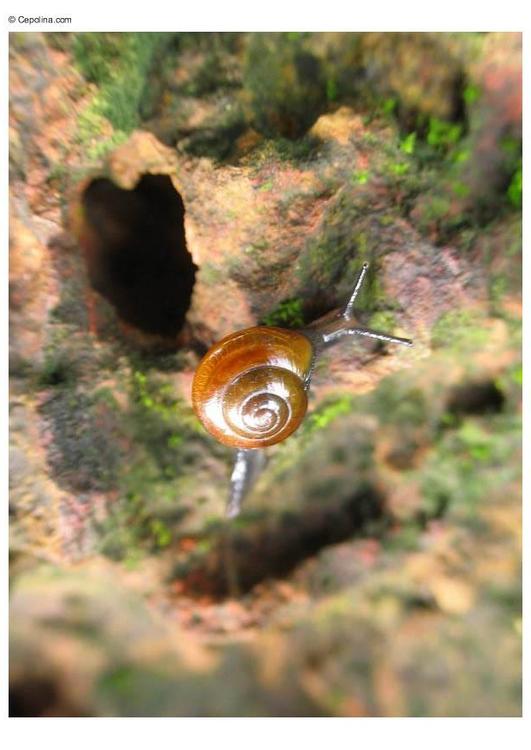 escargot