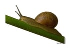 Photo escargot