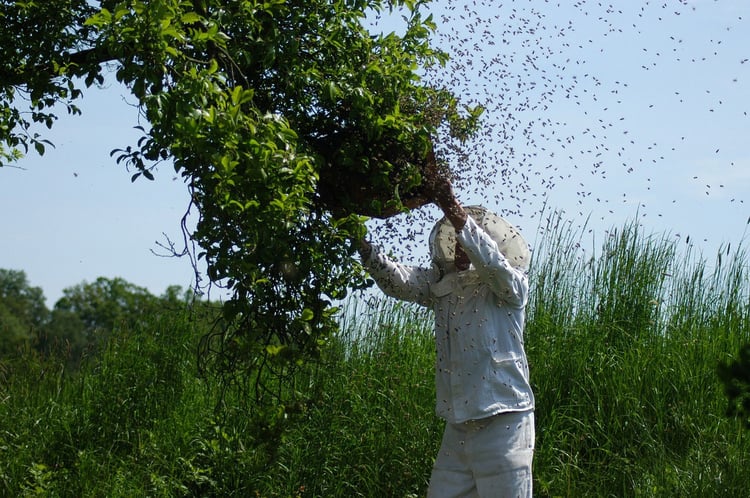 Photo essaim d'abeilles