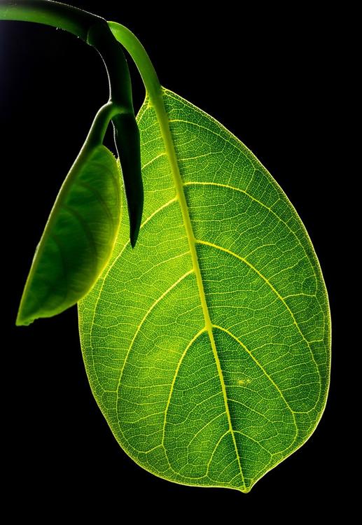 feuille avec des nervures