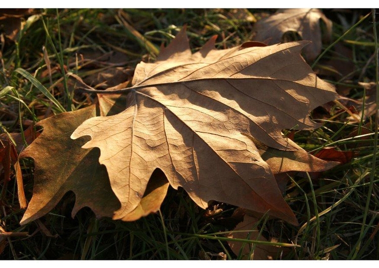 Photo feuille d'automne