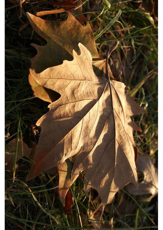 feuille d'automne