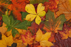 Photo feuilles d'automne