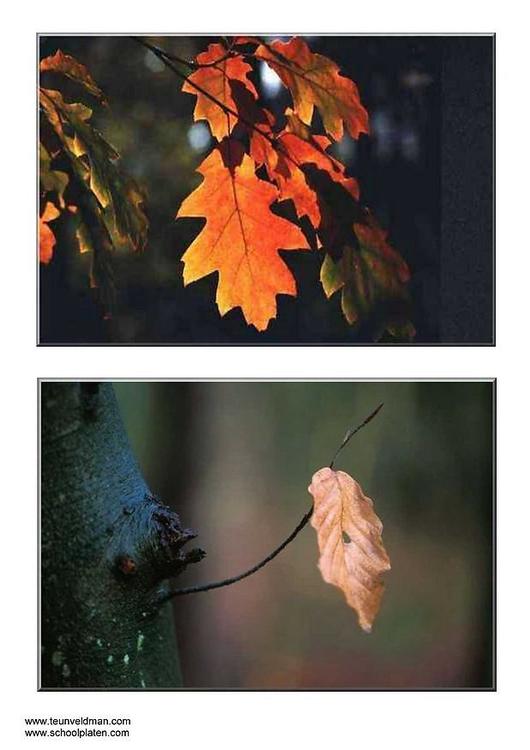 feuilles d'automne