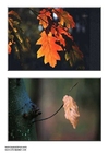 Photos feuilles d'automne