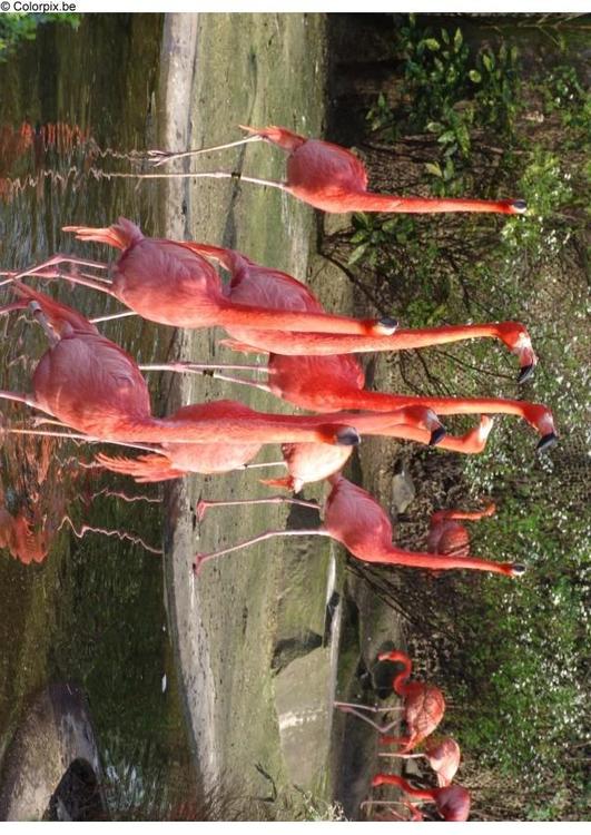 flamants roses