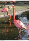 Photos flamants roses