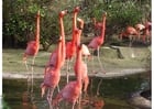 Photos flamants roses