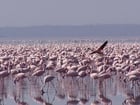 flamants