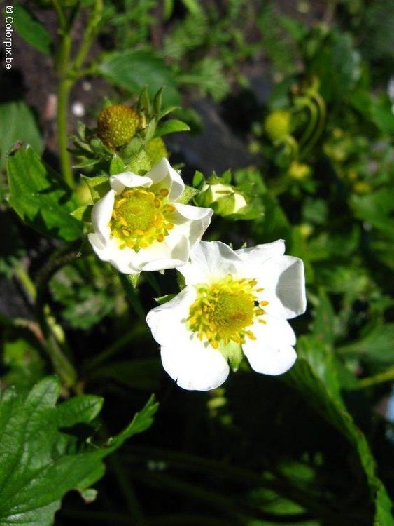 fleurs de fraisier