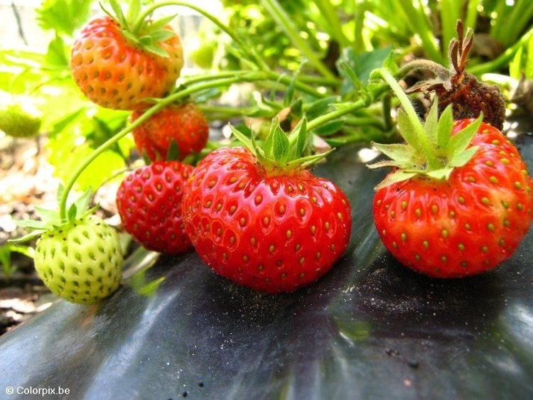 Photo fraises