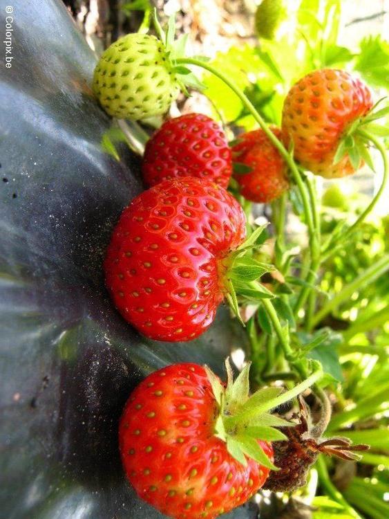 fraises