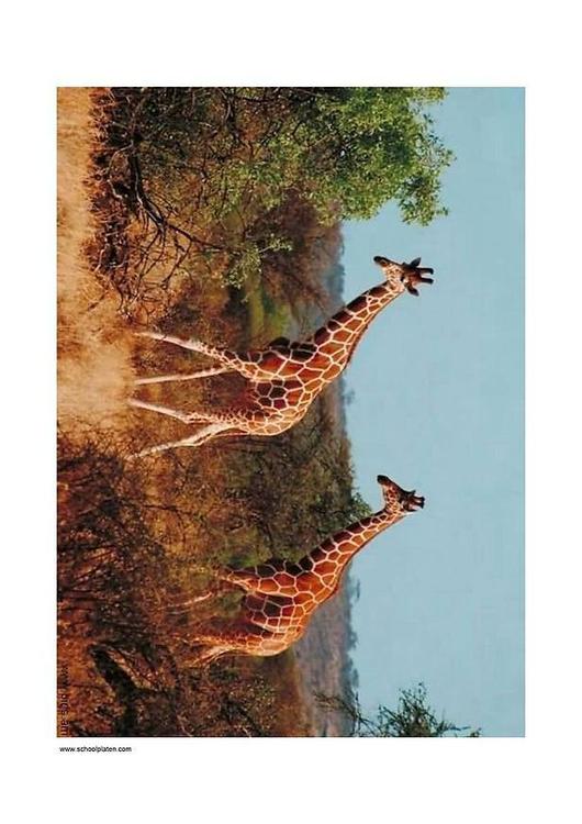 girafe