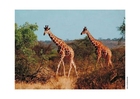 Photo girafe