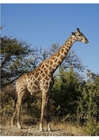 Photo girafe