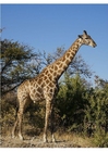 girafe