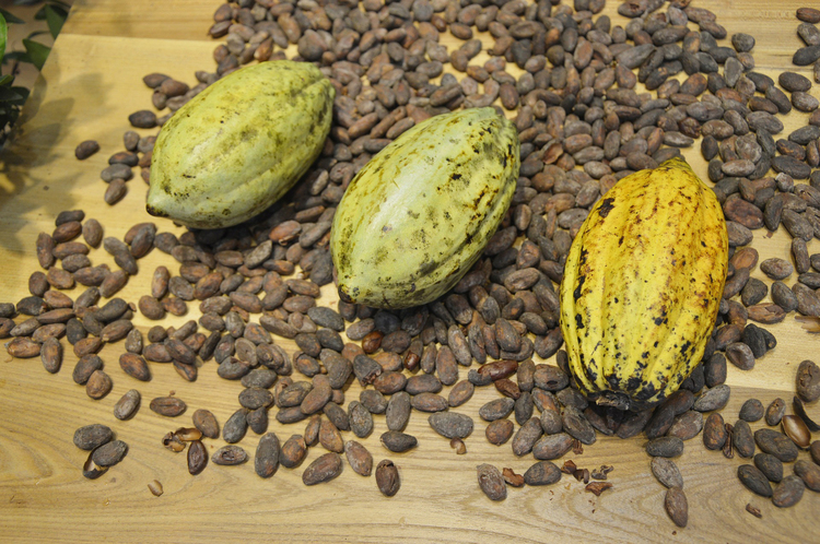 Photo graines de cacao