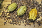 graines de cacao