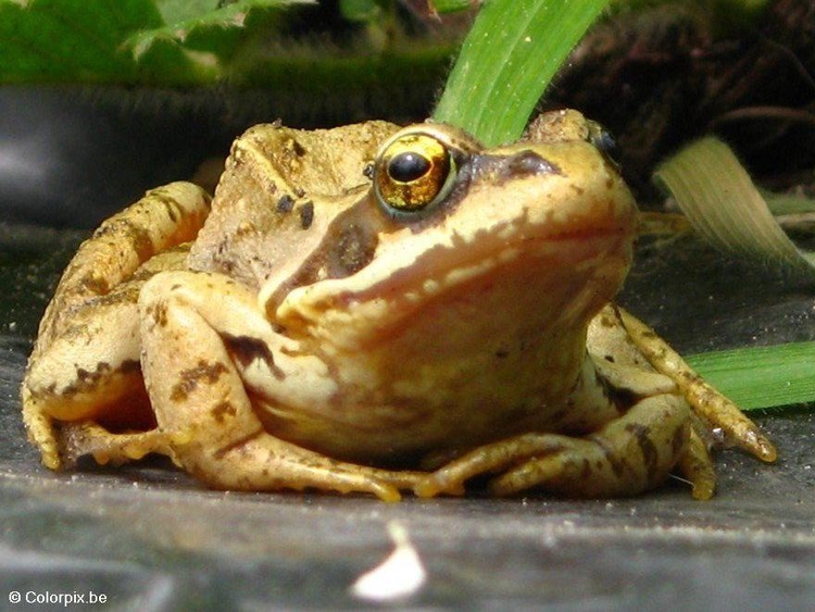 Photo grenouille rousse