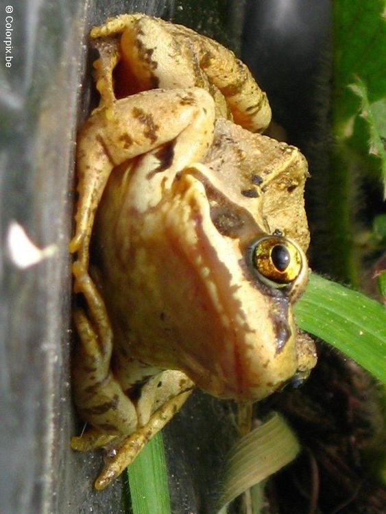 grenouille rousse