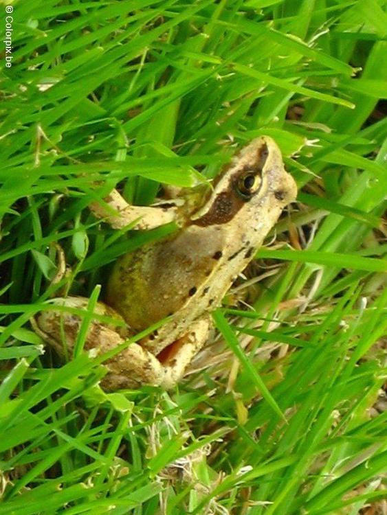 grenouille rousse