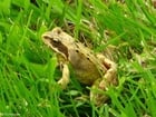 Photo grenouille rousse