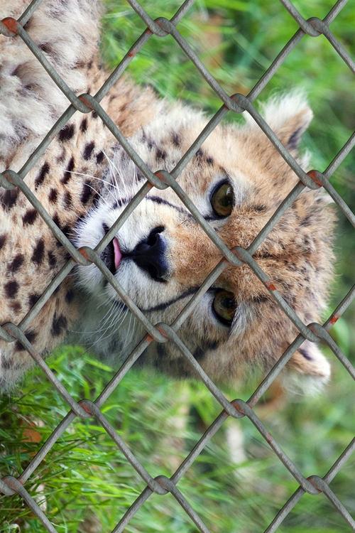 guÃ©pard en cage