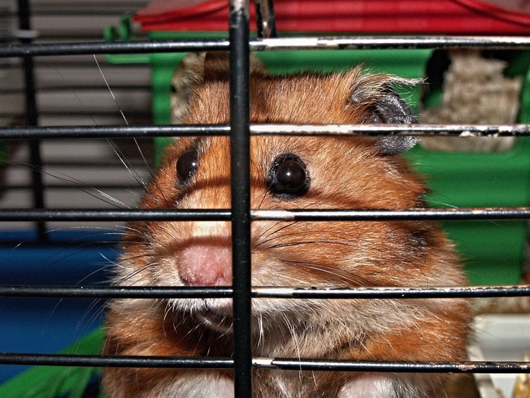 Photo hamster en cage